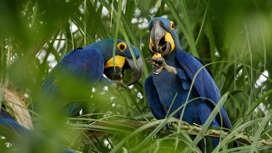 10 фактов о попугаях, которые заставят вас влюбиться в этих птиц
