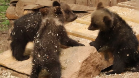 Спасенные в тюменском лесу медвежата подростают в тверском зоопитомнике
