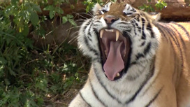 Охота с дороги: все уловки нелегальных охотников на амурских тигров