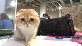 Выставка кошек прошла в столице Урала