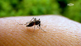 Эксперты обяснили, чем опасны укусы комаров