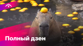 Cекрет популярности капибар раскрыт