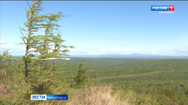 В Хабаровском крае отменили запрет на пребывание в лесах