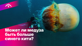 Арктическая цианея – гигант в мире медуз