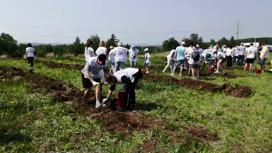 В Емельяновском районе специалисты министерства лесного хозяйства высадили более 500-от саженцев ели в рамках акции "Сад памяти"
