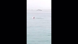 В Хургаде акула убила уроженца Архангельска
