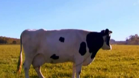 Сколько литров молока в день дает корова