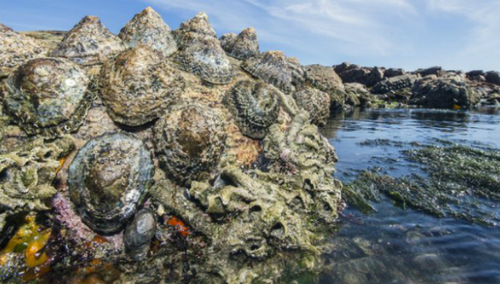 Морские блюдца часто встречаются в водоёмах у берега