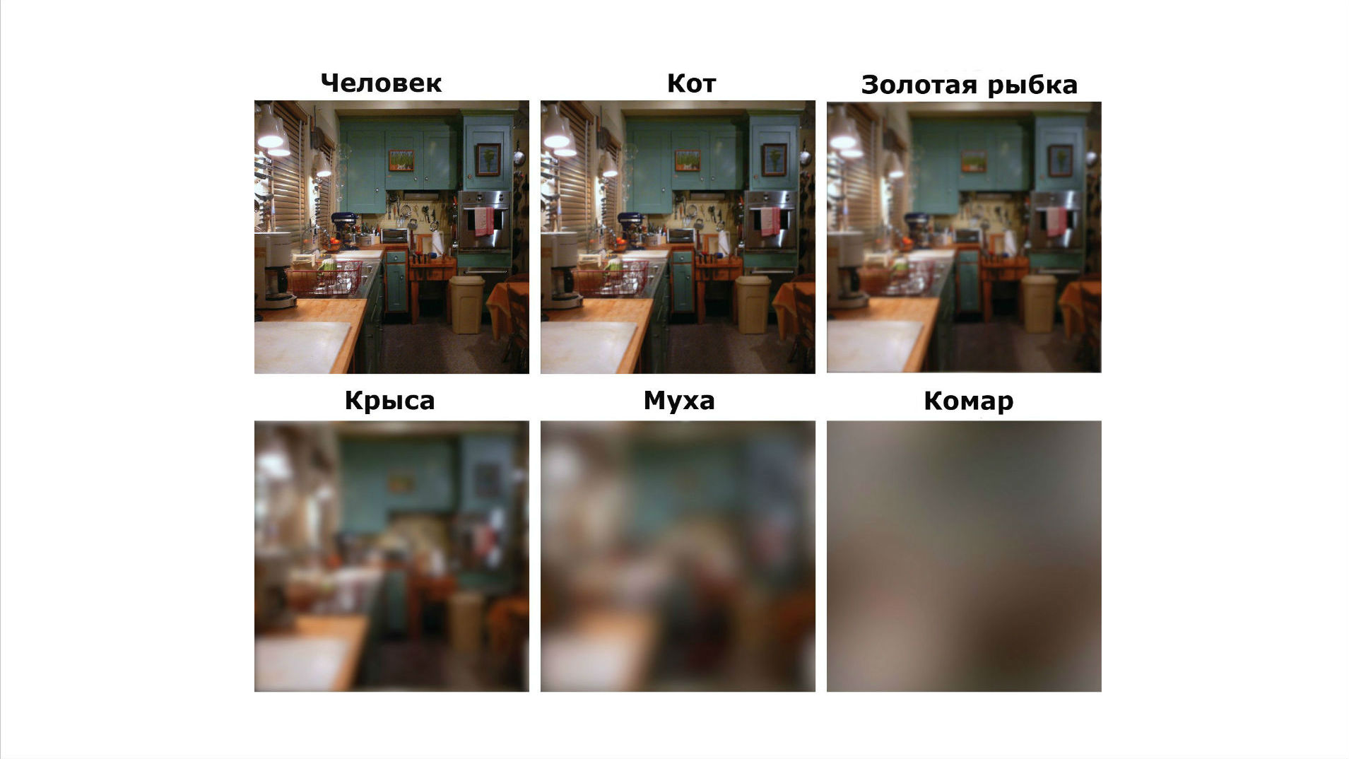Изображение показывает, как человек и разные животные видят одну и ту же бытовую сцену. Человеческое зрение примерно в 7 раз острее кошачьего, в 40-60 раз острее крысиного и в сотни раз острее, чем у мухи или комара.