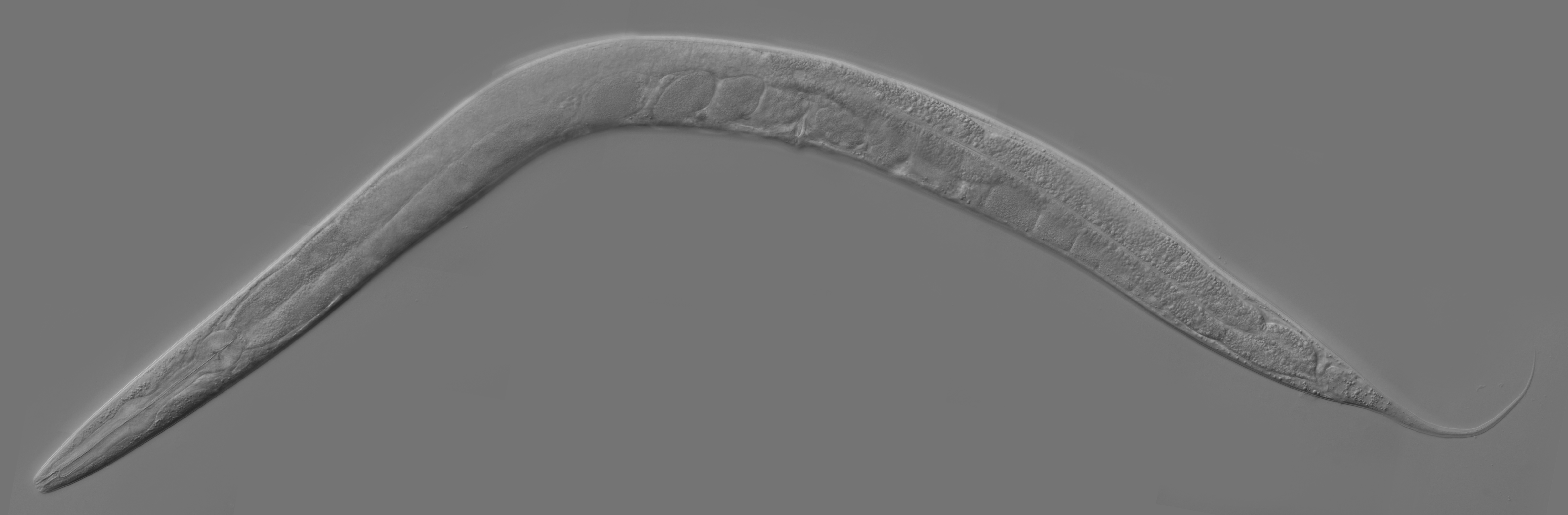 Круглые черви вида Caenorhabditis elegans используются биологами в качестве модельных организмов, так как они быстро размножаются и неприхотливы в уходе.