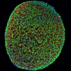 Мышечное волокно, выращенное из индуцированных плюрипотентных стволовых клеток (в разрезе). Зелёным цветом обозначаны мышечные клетки, синим √ ядра клеток, красным √ поддерживающая матрица. 