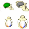 Слева направо эндокраны человека, шимпанзе, гориллы и орангутана. Более выступающие по сравнению со своими аналогами участки показаны оранжевым, менее выступающие - синим.