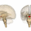 Гипоталамус ≈ небольшая зона головного мозга, отвечающая за производство половых гормонов и регуляцию репродуктивной функции 