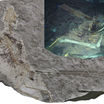Составлена уникальная коллекция окаменелостей юрского периода