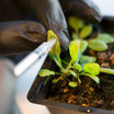 Нанотехнологии улучшили способность растений к фотосинтезу