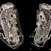В норе триасового периода обнаружена необычная "двойная" окаменелость