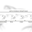 Мимические выражения, соответствующие шести основным эмоциям мышей. Перевод Вести.Наука.
