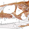 Строение черепа L. aliocranianus. Серым обозначены не сохранившиеся фрагменты.