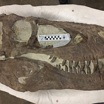 Череп динозавра из семейства тираннозаврид, найденный в Юте, США.