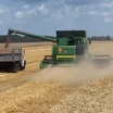 Рекорд урожая: Кубань дает стране хлеб