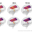 Сравнение мозга мужчин и женщин в разное время дня и в разные дни. Жёлтым цветом показаны более высокие температуры.
