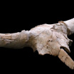 Один из наиболее хорошо сохранившихся черепов бизона из пещеры Куэва-дес-Кубьерта.