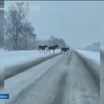 Во Владимирской области удалось снять на видео лосей, которые неспешно переходят дорогу