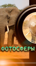Фотосферы