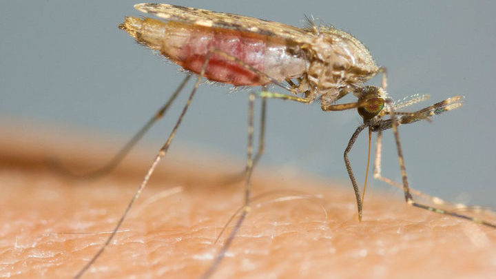 Малярийный комар вида Anopheles gambiae √ пока главная мишень для методов генного редактирования.