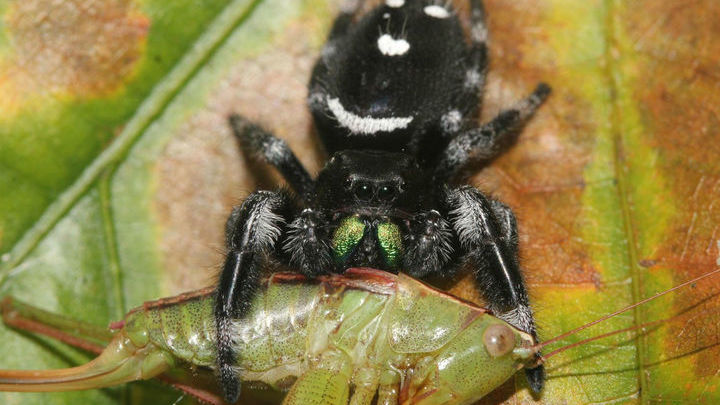 Паук-скакун Phidippus regius поймал кузнечика.