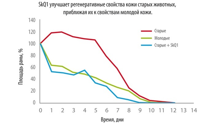 SkQ1 улучшает регенеративные свойства кожи старых животных, приближая их к свойствам молодой кожи.