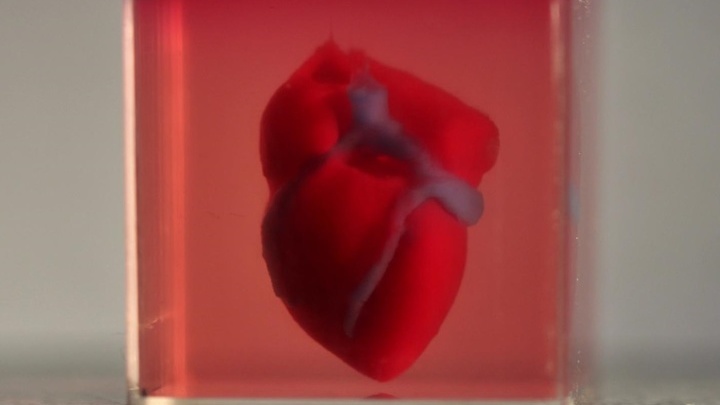 Пока человеческое сердце напечатали в "мини-формате": оно размером с сердце кролика.