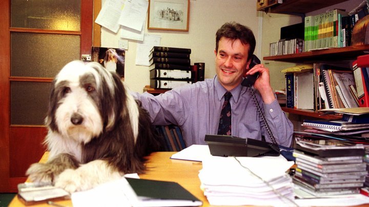 Новая примета? Собаки в офисе – к повышению эффективности труда.