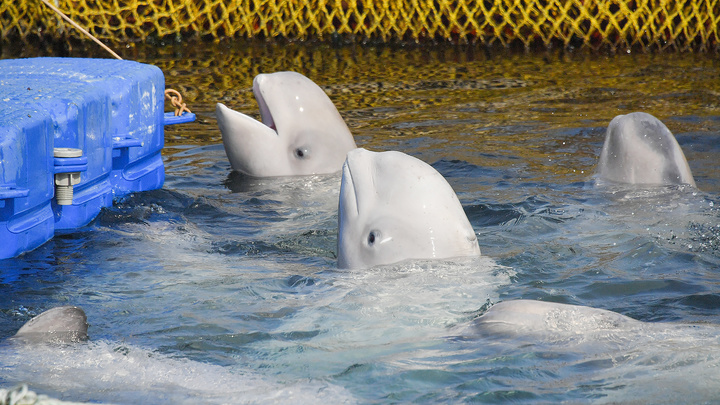 Освободить Вилли": Для Спасения Косаток И Белух В Приморье Высадилась  Команда Кусто // Смотрим
