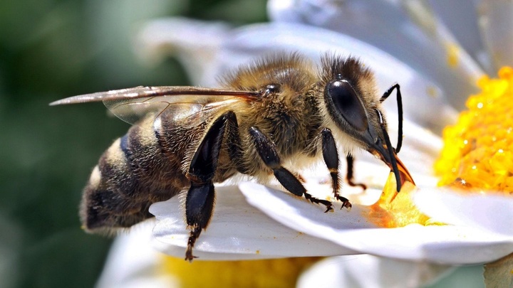 Ничто человеческое не чуждо: среди пчёл нашлись "правши" и "левши"
