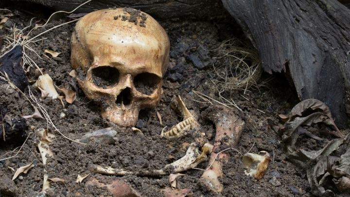 Человеческие кости нашли в лесу на Сахалине