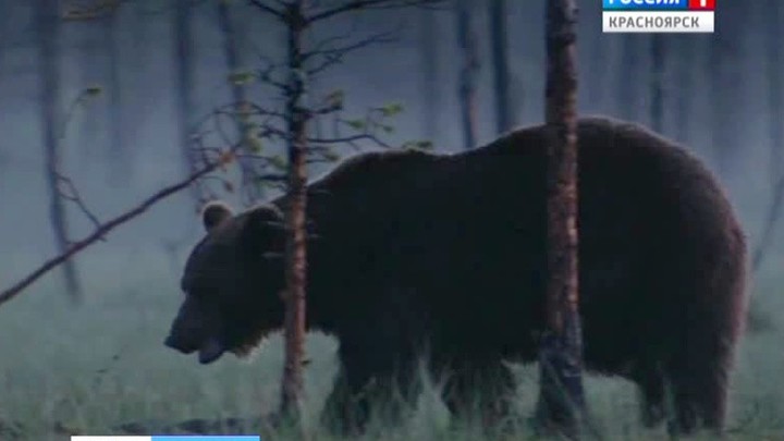 Медведь В Полный Рост Фото