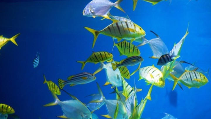 8 океанариум топ в россии