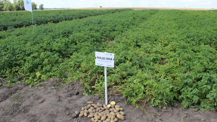 Глава Гидрометцентра дал рекомендации о том, когда сажать картофель в средней полосе России