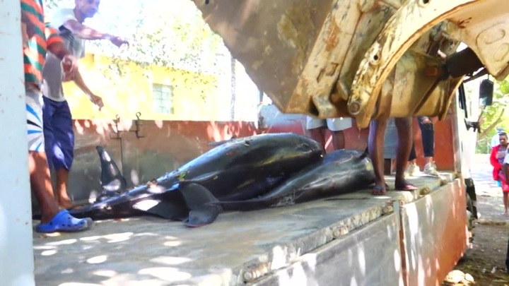 Маврикий охвачен протестами из-за гибели 40 дельфинов после разлива нефти с сухогруза Wakashio