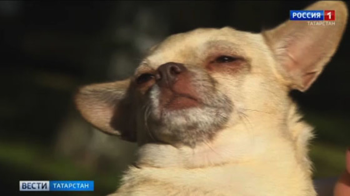 Собака-улыбака из Нижнекамска набирает миллионы просмотров в Сети