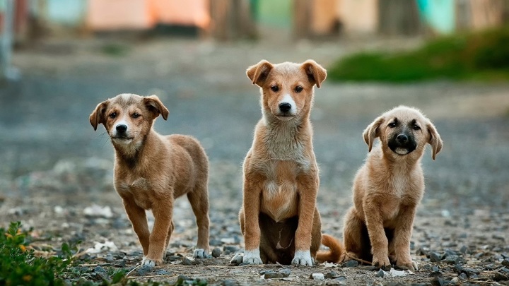Андрей Шугаев - Радио России: Наличие свор бродячих собак на улице увеличивает количество живодёров