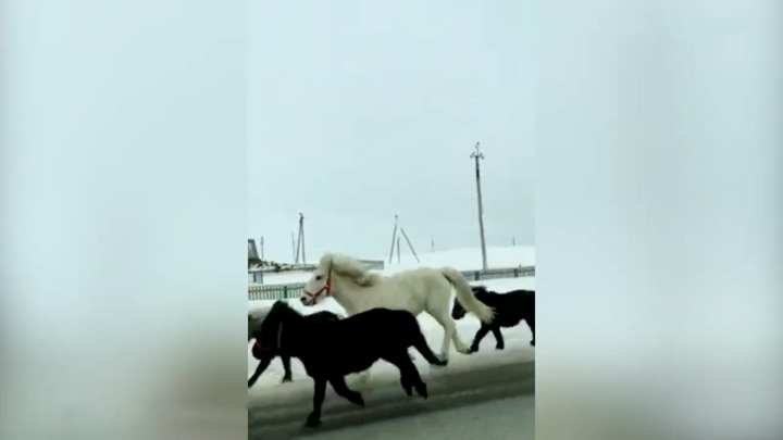 Стадо сбежавших пони устроило скачки на оживленной трассе в Башкирии