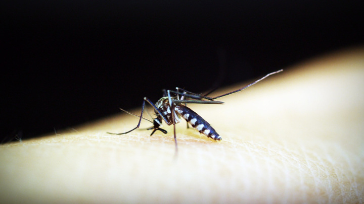Самки малярийных комаров являются распространителями плазмодий: организмов, вызывающих малярию.