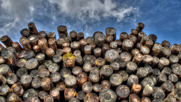 Запрет на экспорт леса снизит внутренние цены, рассчитывает Мишустин
