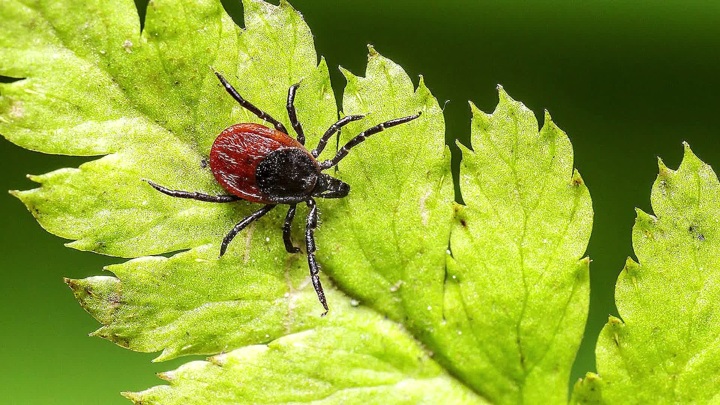 смотреть бесплатно уральские пельмени мясников укусил клещ. Смотреть фото смотреть бесплатно уральские пельмени мясников укусил клещ. Смотреть картинку смотреть бесплатно уральские пельмени мясников укусил клещ. Картинка про смотреть бесплатно уральские пельмени мясников укусил клещ. Фото смотреть бесплатно уральские пельмени мясников укусил клещ смотреть бесплатно уральские пельмени мясников укусил клещ. Смотреть фото смотреть бесплатно уральские пельмени мясников укусил клещ. Смотреть картинку смотреть бесплатно уральские пельмени мясников укусил клещ. Картинка про смотреть бесплатно уральские пельмени мясников укусил клещ. Фото смотреть бесплатно уральские пельмени мясников укусил клещ