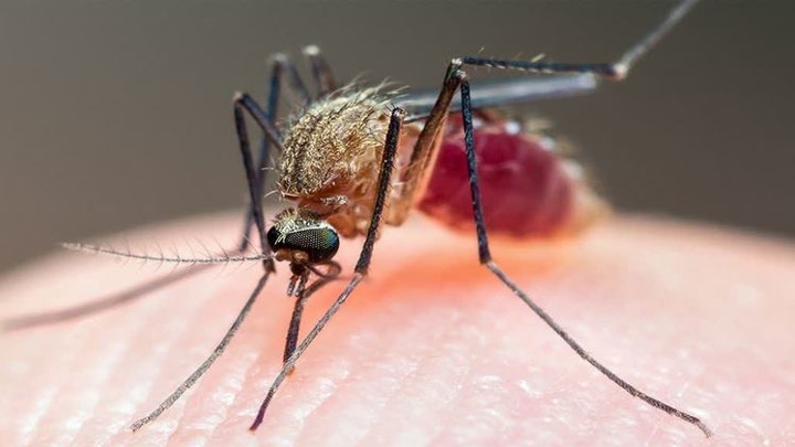 В Прикамье предупредили о возможности передачи малярии комарами