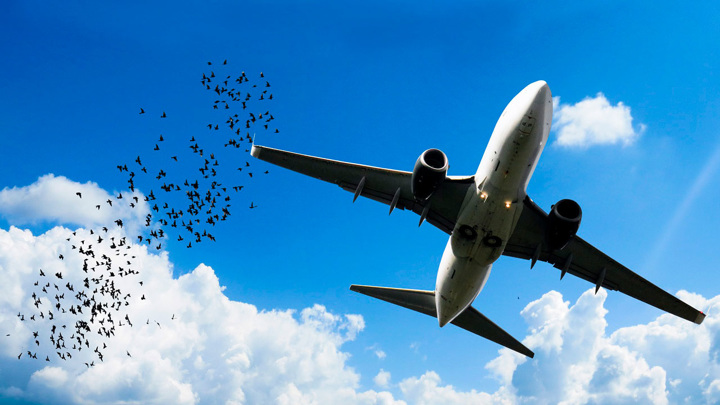 "Пернатая помеха": в Челябинске самолет столкнулся с птицей