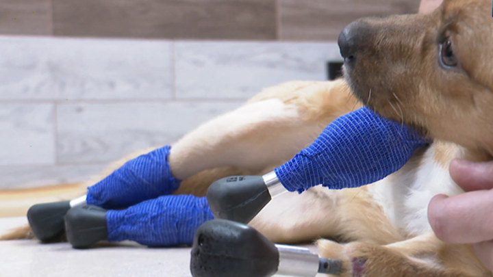 Новосибирские ветеринары первыми в мире протезировали 4 лапы собаке