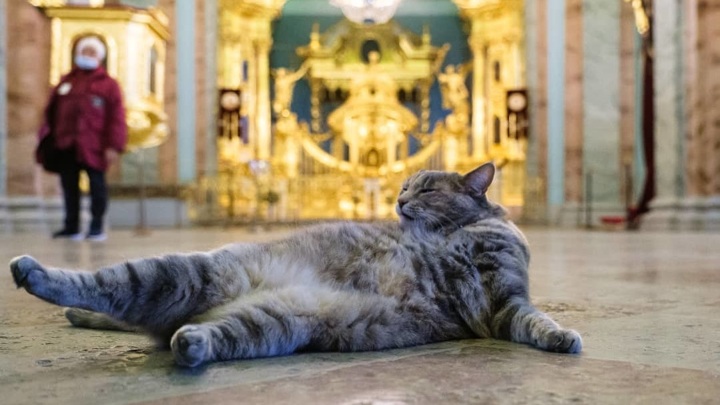 Эрмитажная кошка Серафима перешла на работу в Петропавловский собор